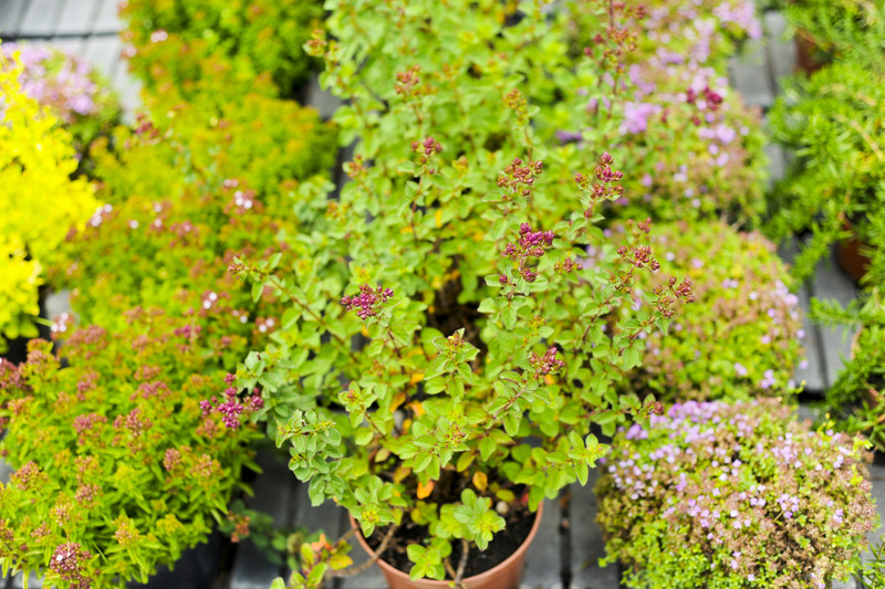 Kwiaty na każdą okazję zdjęcie nr 155409