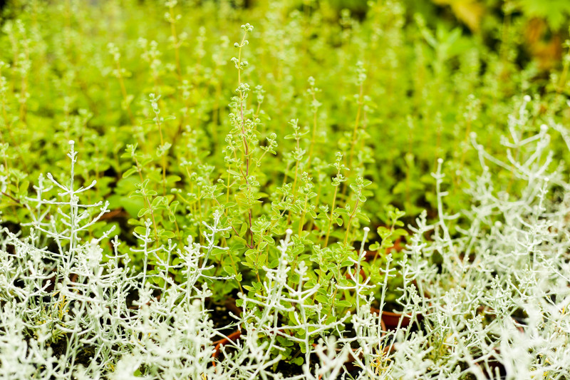 Kwiaty na każdą okazję zdjęcie nr 155389