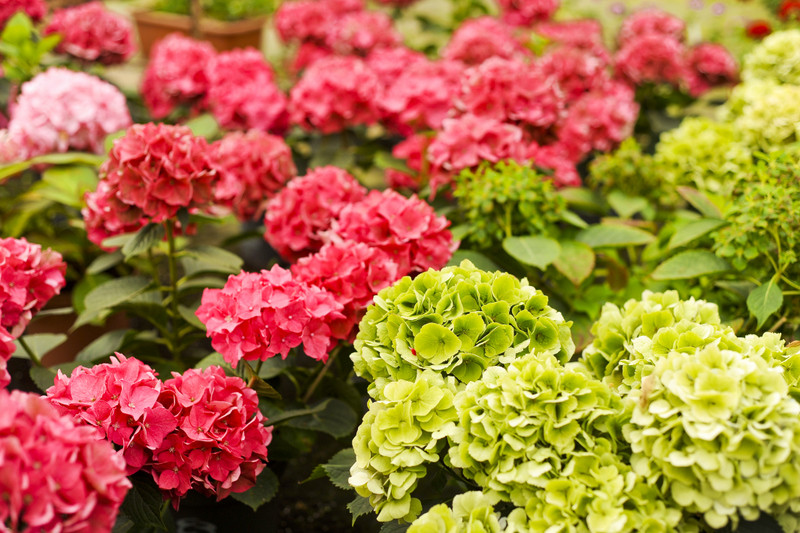 Kwiaty na każdą okazję zdjęcie nr 155397