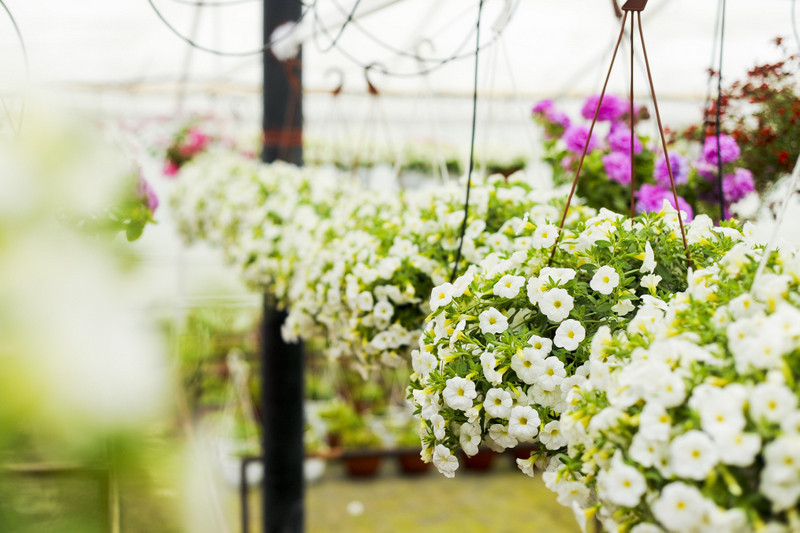 Kwiaty na każdą okazję zdjęcie nr 155399