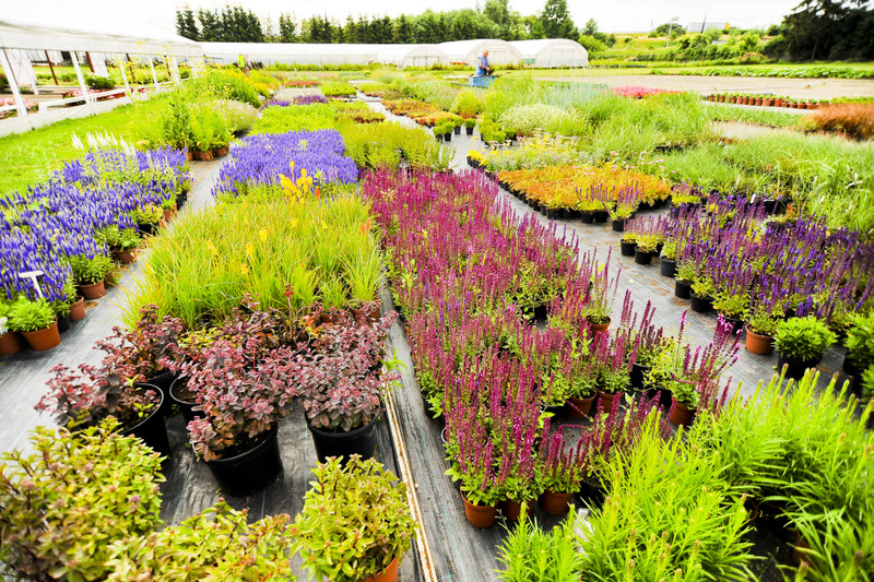 Kwiaty na każdą okazję zdjęcie nr 155378