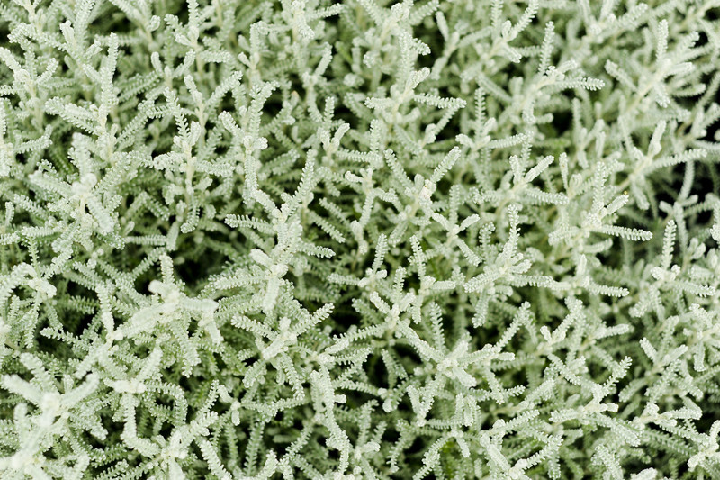 Kwiaty na każdą okazję zdjęcie nr 155383