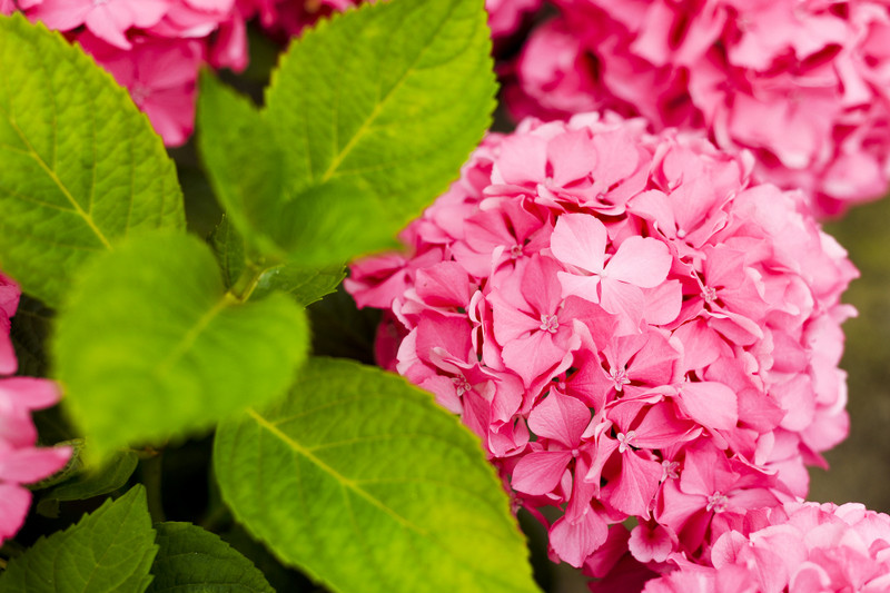 Kwiaty na każdą okazję zdjęcie nr 155396