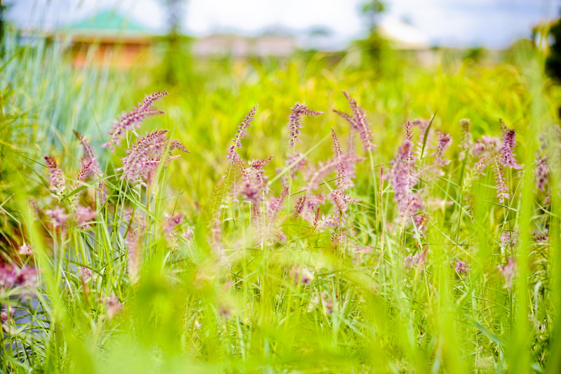 Kwiaty na każdą okazję zdjęcie nr 155381