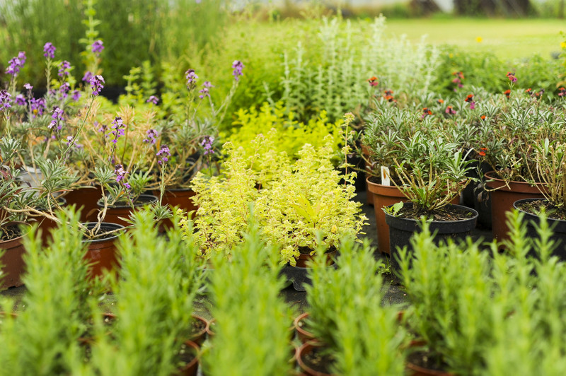 Kwiaty na każdą okazję zdjęcie nr 155390