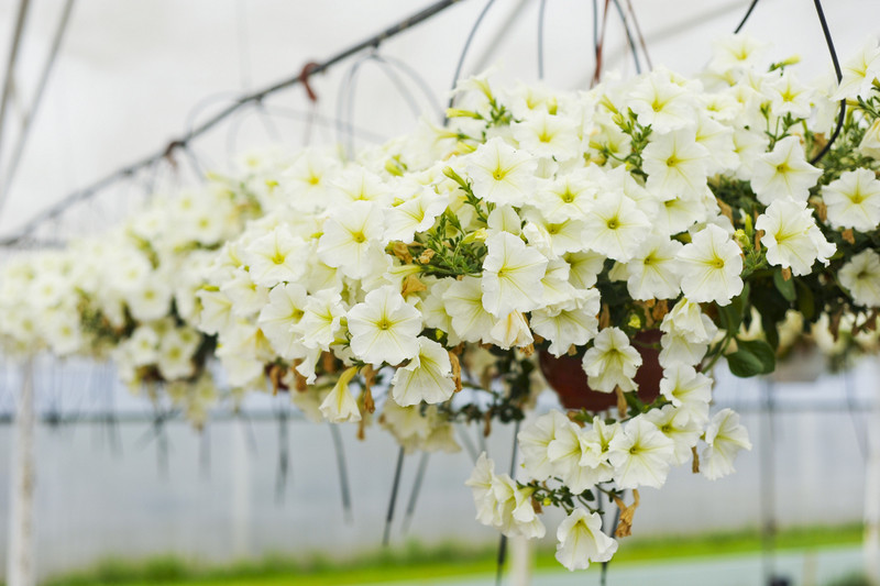 Kwiaty na każdą okazję zdjęcie nr 155391