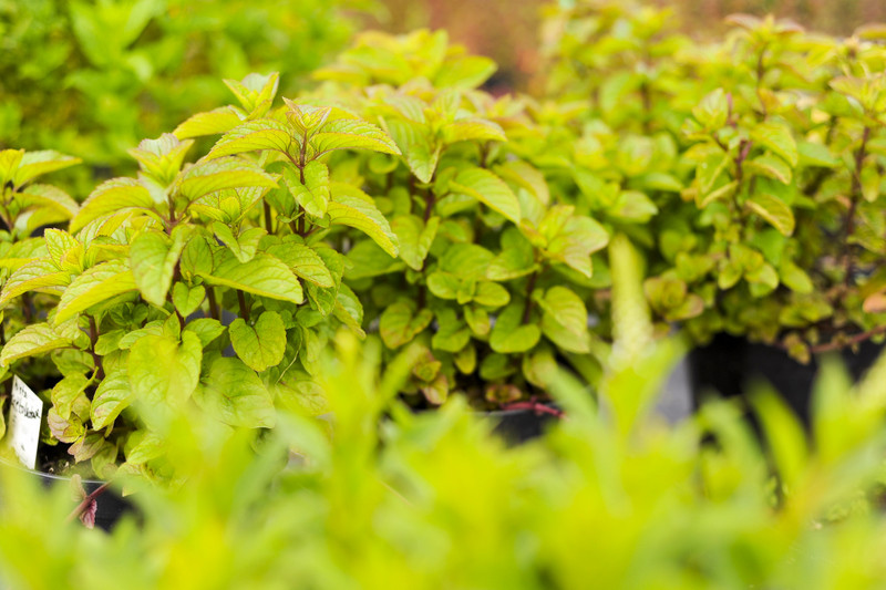 Kwiaty na każdą okazję zdjęcie nr 155388