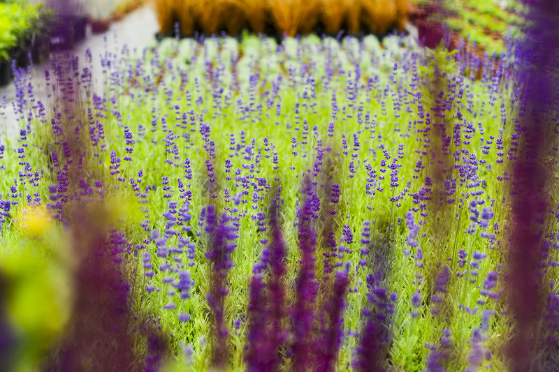 Kwiaty na każdą okazję zdjęcie nr 155375