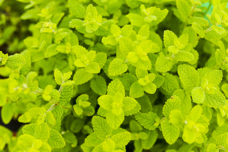 Kwiaty na każdą okazję zdjęcie nr 155386