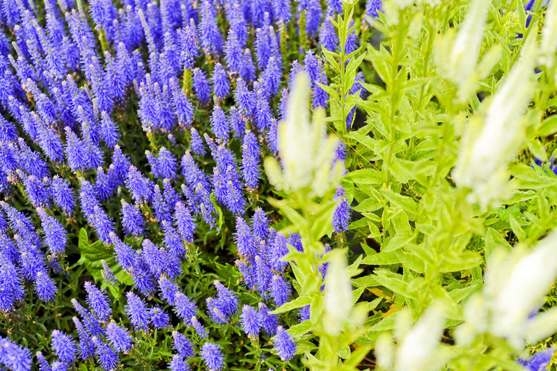 Kwiaty na każdą okazję zdjęcie nr 155377