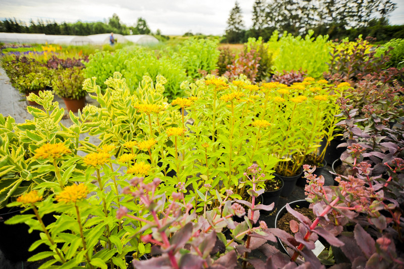 Kwiaty na każdą okazję zdjęcie nr 155380