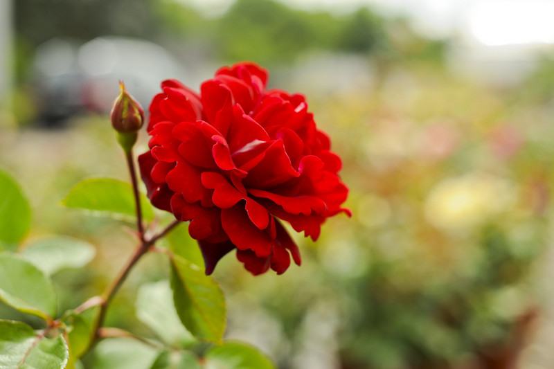 Kwiaty na każdą okazję zdjęcie nr 155407