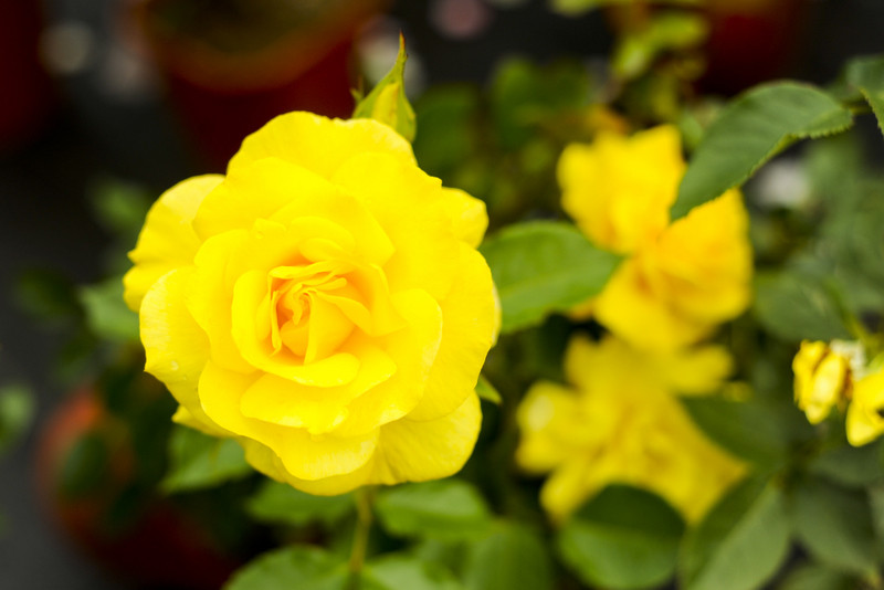 Kwiaty na każdą okazję zdjęcie nr 155404