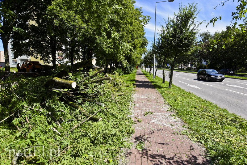 Drzewo spadło prosto na jadące auto zdjęcie nr 156018