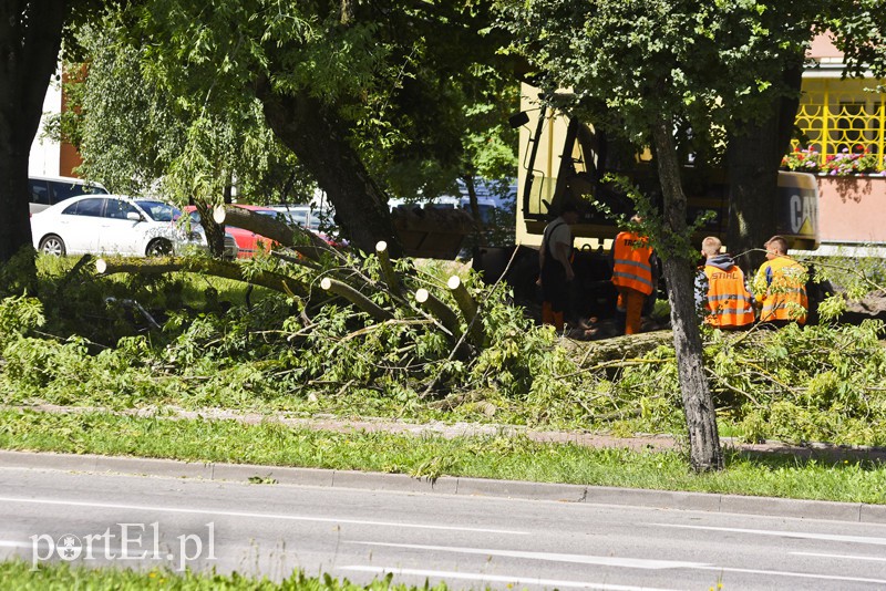 Drzewo spadło prosto na jadące auto zdjęcie nr 156017