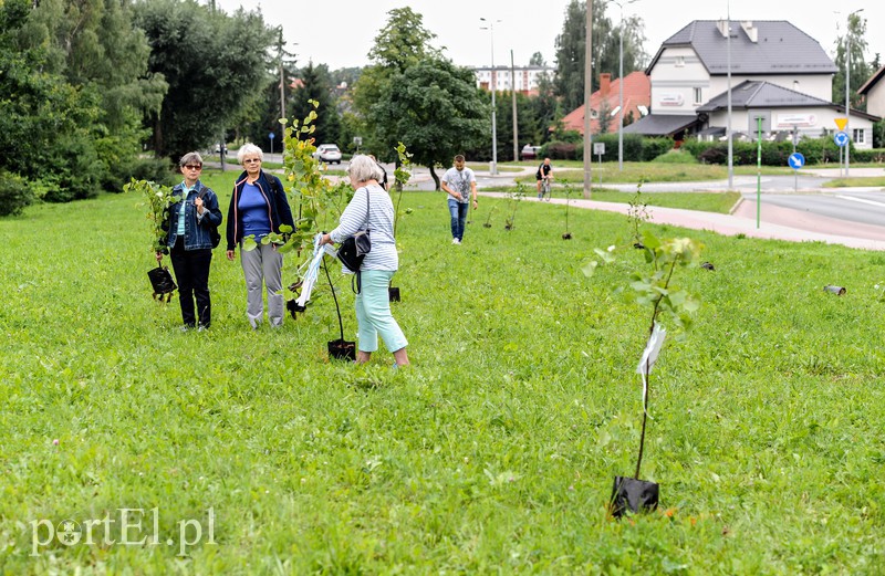 Oni tną, my sadzimy zdjęcie nr 158484