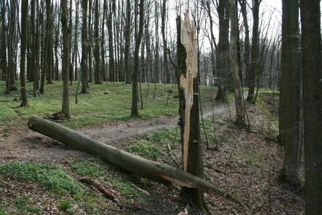 Zielonym szlakiem zdjęcie nr 12624
