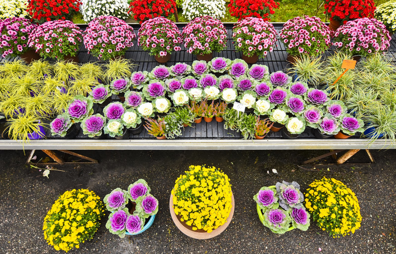 Jesień rozkwita głębokimi barwami zdjęcie nr 162082