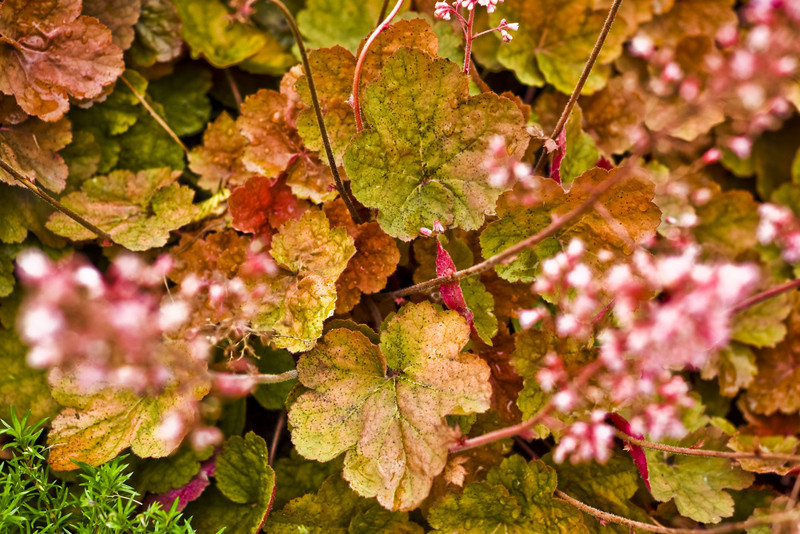 Jesień rozkwita głębokimi barwami zdjęcie nr 162098