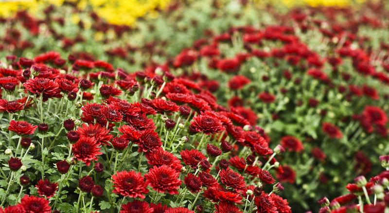 Jesień rozkwita głębokimi barwami zdjęcie nr 162074