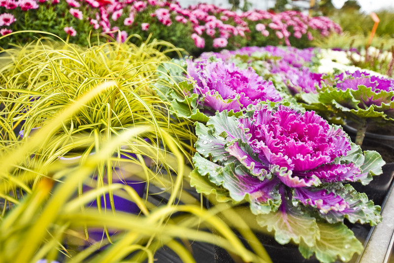 Jesień rozkwita głębokimi barwami zdjęcie nr 162084