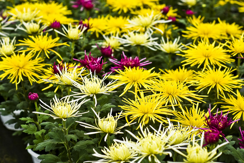 Jesień rozkwita głębokimi barwami zdjęcie nr 162077