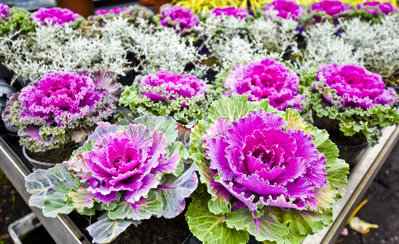 Jesień rozkwita głębokimi barwami zdjęcie nr 162083