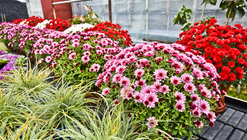 Jesień rozkwita głębokimi barwami zdjęcie nr 162085