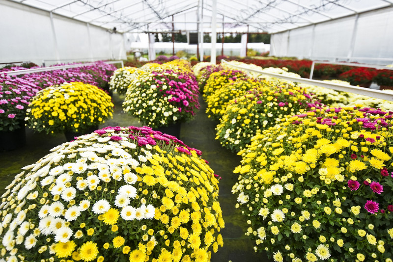 Elbląg Jesień rozkwita głębokimi barwami