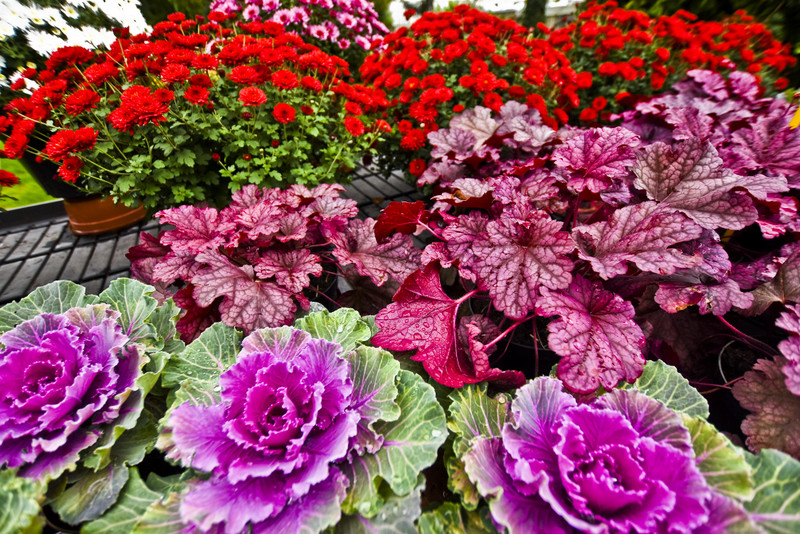 Jesień rozkwita głębokimi barwami zdjęcie nr 162093