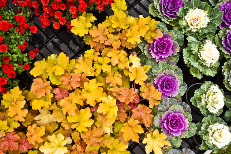 Jesień rozkwita głębokimi barwami zdjęcie nr 162092