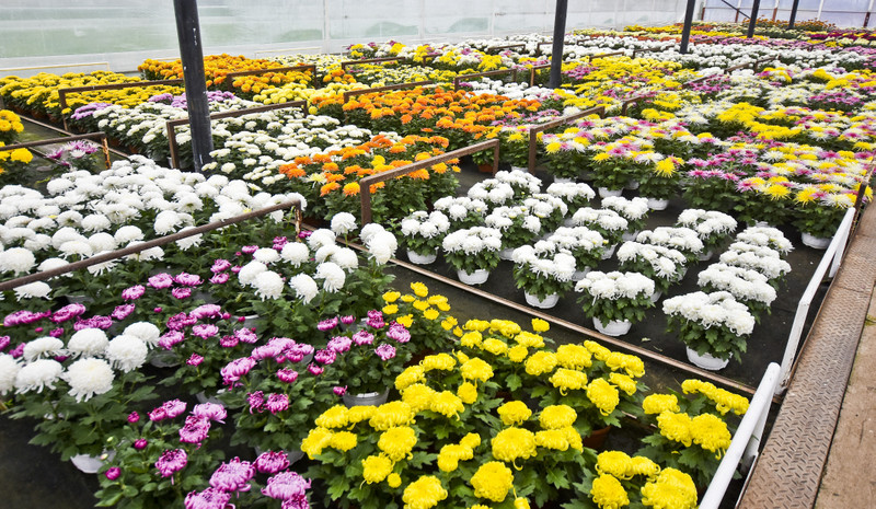 Elbląg To one podkreślą te dni