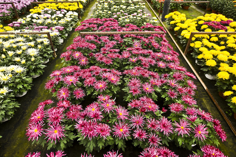 To one podkreślą te dni zdjęcie nr 163385