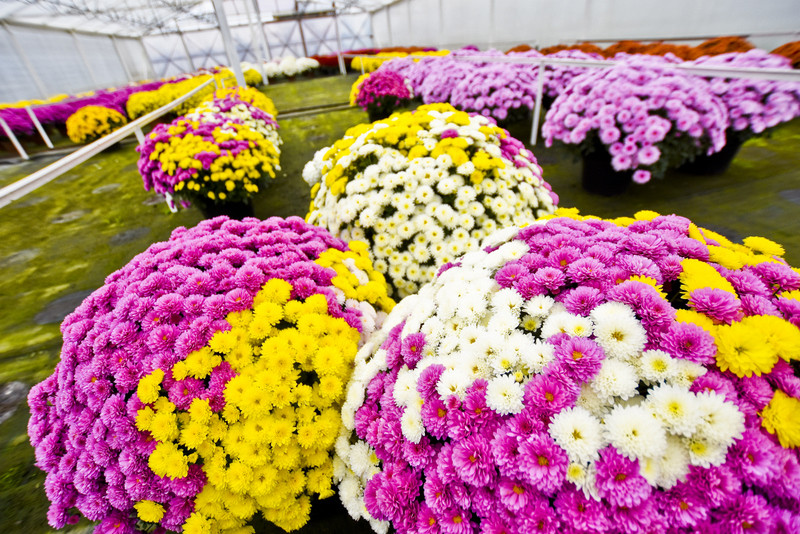 To one podkreślą te dni zdjęcie nr 163393