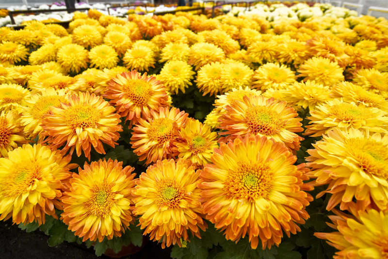 To one podkreślą te dni zdjęcie nr 163381