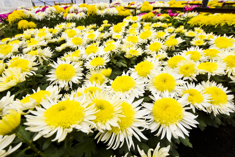 To one podkreślą te dni zdjęcie nr 163382