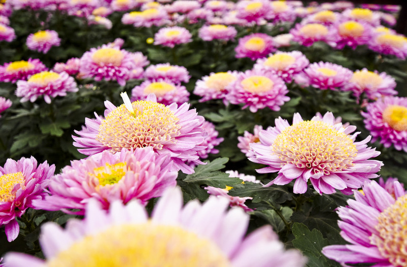 To one podkreślą te dni zdjęcie nr 163384