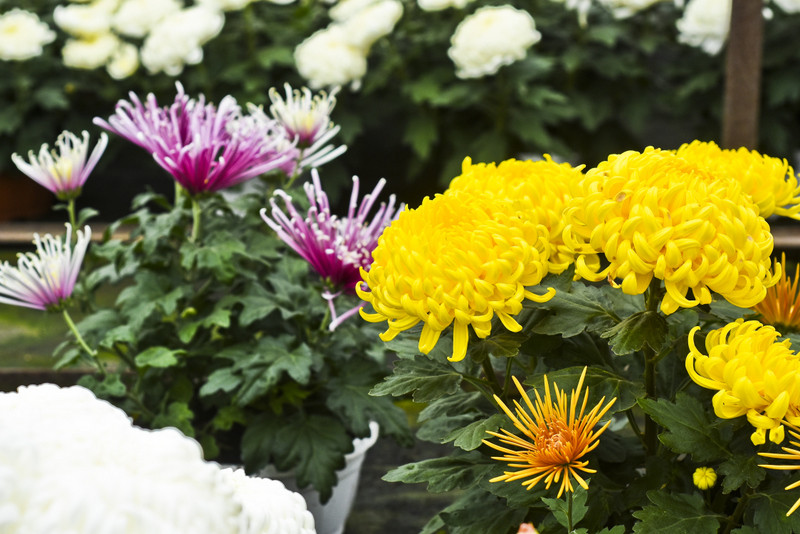 To one podkreślą te dni zdjęcie nr 163378