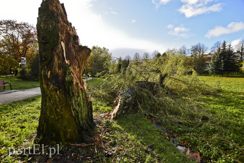 Połamane drzewa w parku Kajki zdjęcie nr 163650