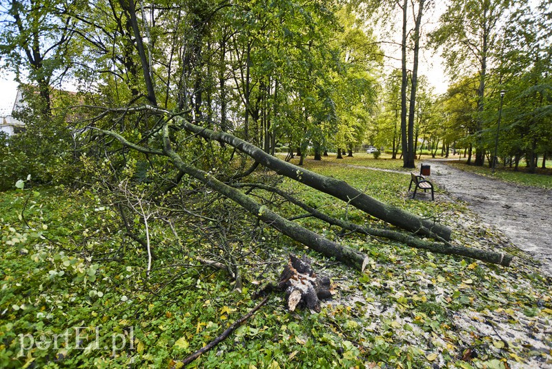 Połamane drzewa w parku Kajki zdjęcie nr 163645