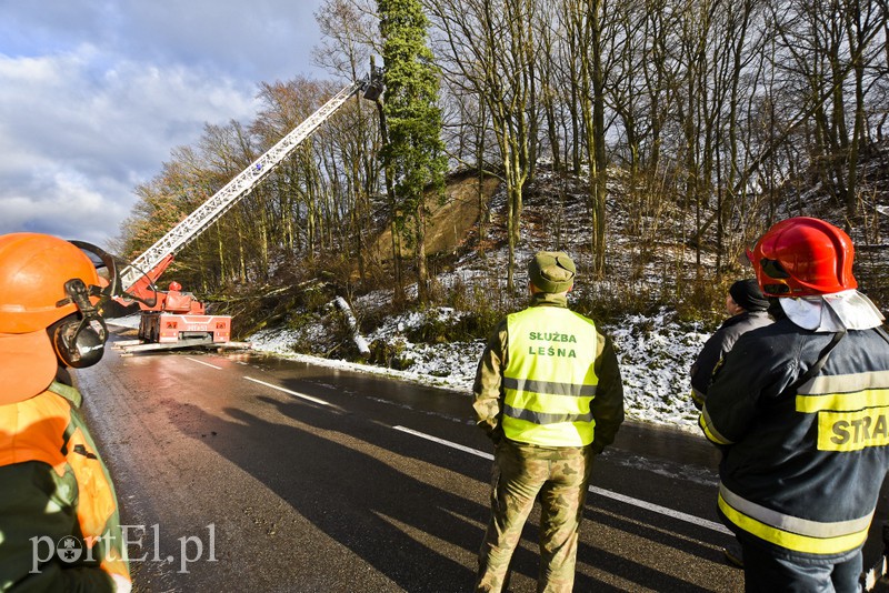 Skarpa z drzewami osunęła się na drogę zdjęcie nr 165569