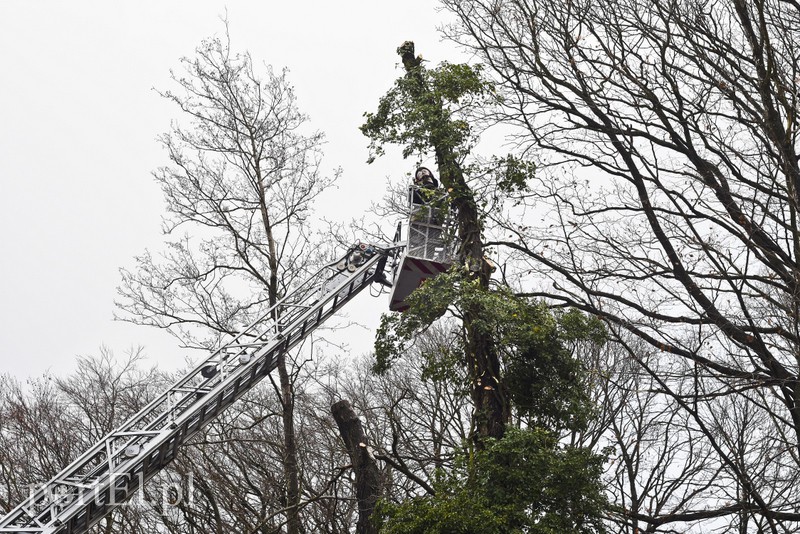 Skarpa z drzewami osunęła się na drogę zdjęcie nr 165571