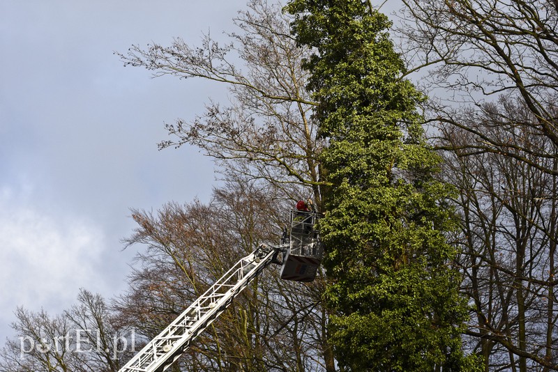 Skarpa z drzewami osunęła się na drogę zdjęcie nr 165567