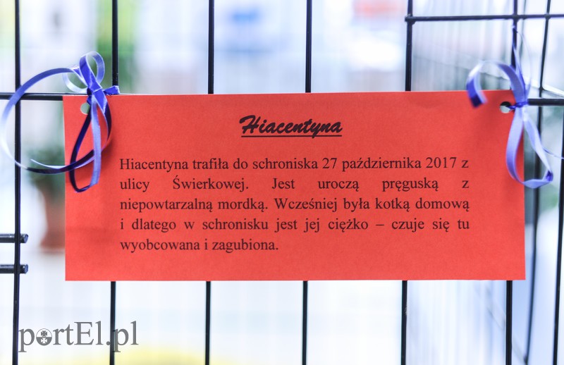 Święto kotów i kociarzy zdjęcie nr 170187