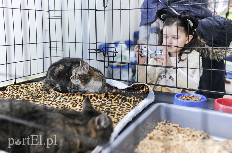 Święto kotów i kociarzy zdjęcie nr 170186