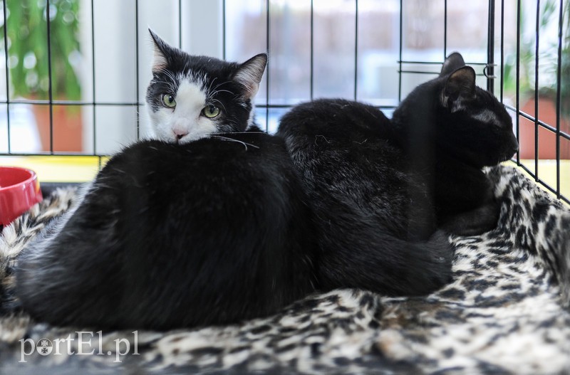 Święto kotów i kociarzy zdjęcie nr 170189