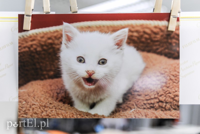 Święto kotów i kociarzy zdjęcie nr 170199