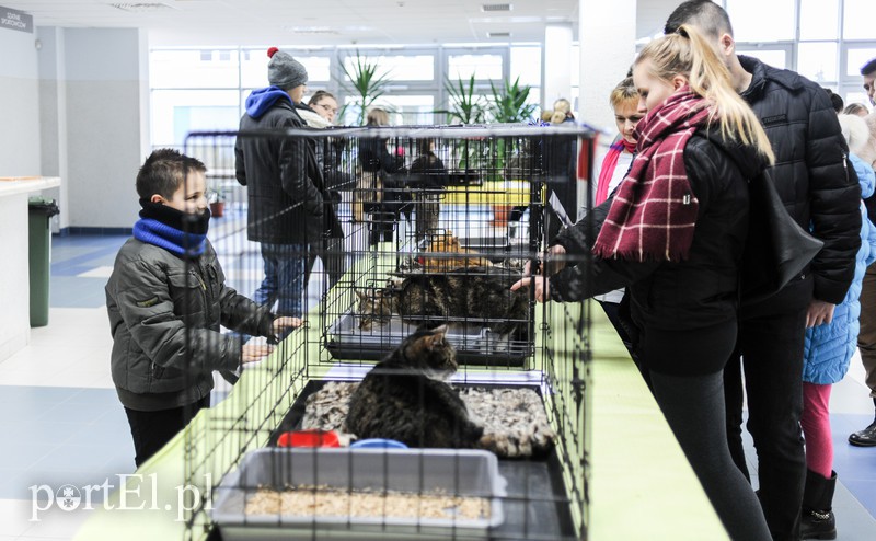 Święto kotów i kociarzy zdjęcie nr 170201