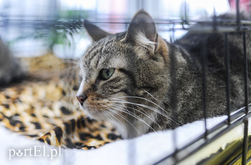 Święto kotów i kociarzy zdjęcie nr 170188