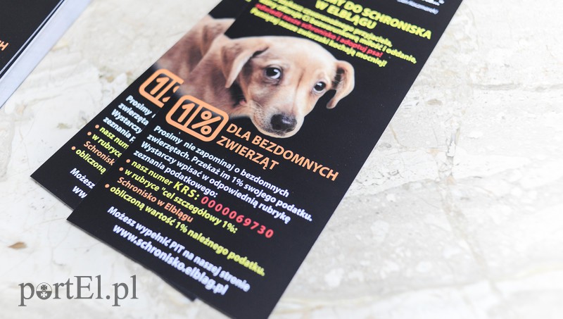 Święto kotów i kociarzy zdjęcie nr 170195